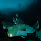Underwater Photo